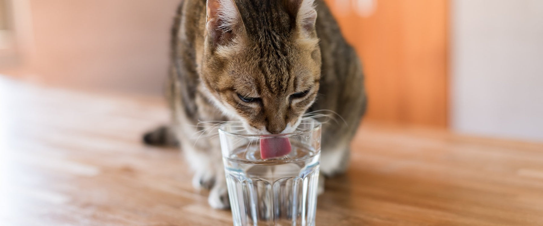 Cat Water Fountian:the Ultimate Guide to Faqs - DogCare Online Store