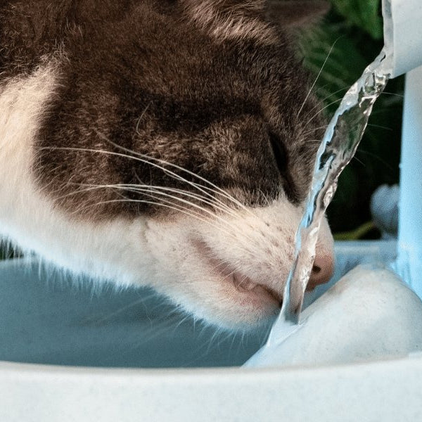 Do cat water fountains need filters? - DogCare Online Store