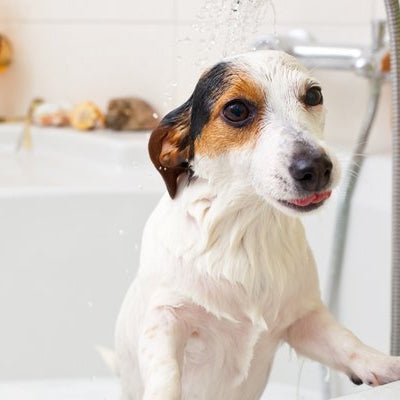 How to use pet clippers? - DogCare Online Store