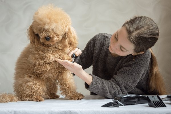Are pet clippers different from clippers? - DogCare Online Store