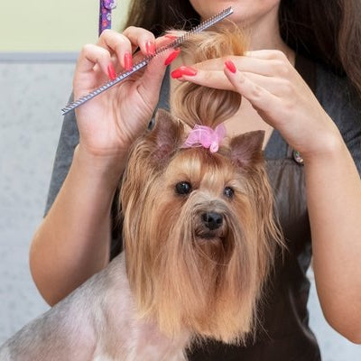 Are pet clippers different from human clippers? - DogCare Online Store