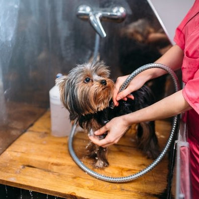 Can I use pet clippers to cut my hair？ - DogCare Online Store