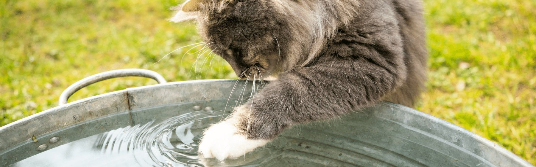 Can you leave a cat water fountain on all the time? - DogCare Online Store