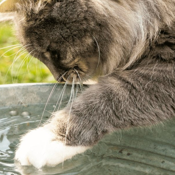 Can you leave a cat water fountain on all the time? - DogCare Online Store