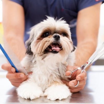 Can you use human hair clippers on dogs? - DogCare Online Store