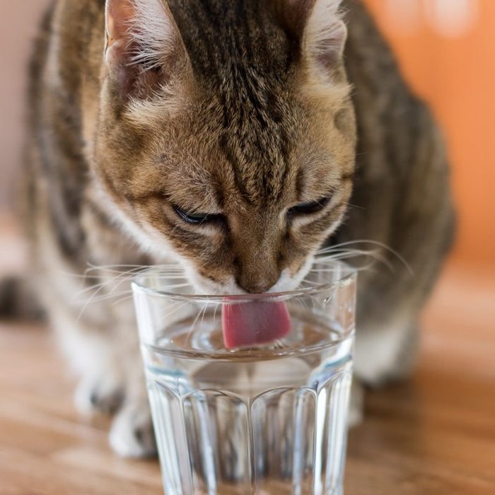 Cat Water Fountian:the Ultimate Guide to Faqs - DogCare Online Store