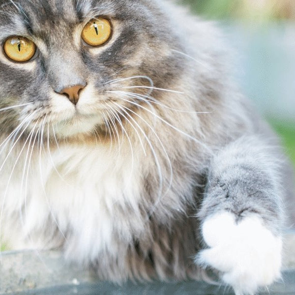 Do Vets Recommend Water Fountains for Cats? - DogCare Online Store