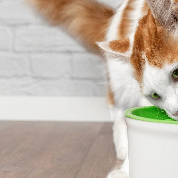 Do you need to replace the filter for your pet water fountain? - DogCare Online Store