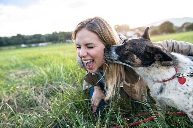 Dog excitement around humans. - DogCare Online Store