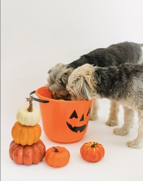 DYI Dog Treat´s For Halloween! - DogCare Online Store