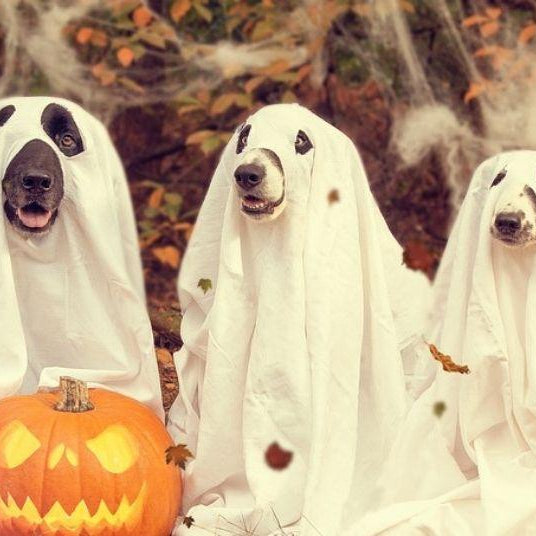 Halloween-Dog Parade Letting your dog enjoy a cheerful time. - DogCare Online Store