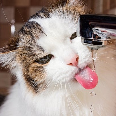 How do cat water fountains work? - DogCare Online Store