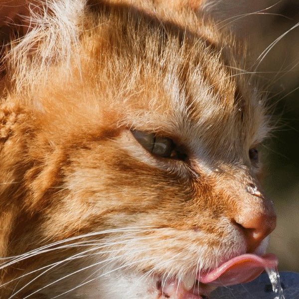 How Long Do Cat Water Fountains Last? - DogCare Online Store