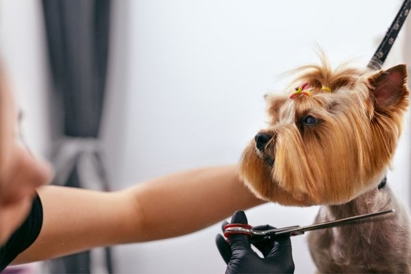 How to Maintain Pet Clippers - DogCare Online Store