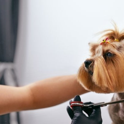 How to Maintain Pet Clippers - DogCare Online Store