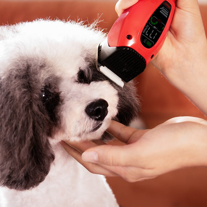 How To Properly Groom Your Dog! - DogCare Online Store