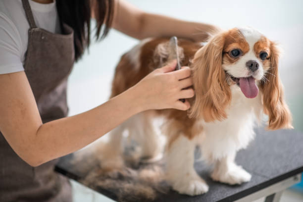 How to Relax Your Dog When Grooming - DogCare Online Store