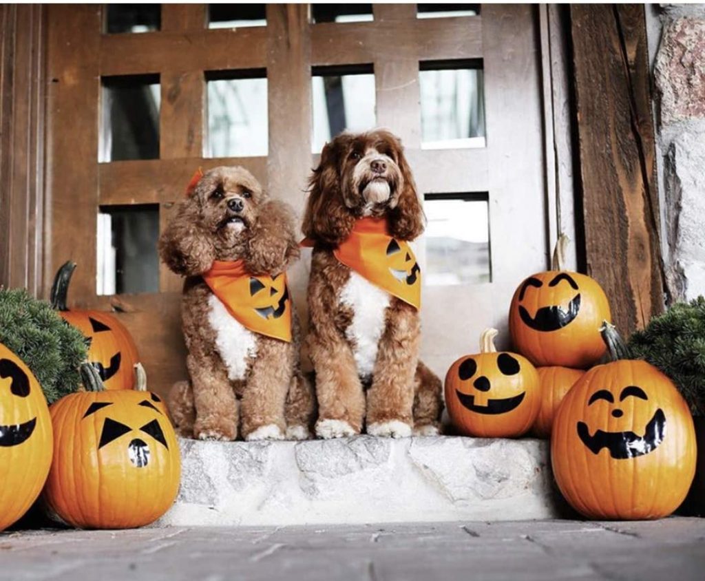 Let's Dress Your Pet in Halloween? - DogCare Online Store