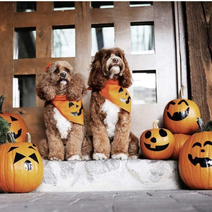 Let's Dress Your Pet in Halloween? - DogCare Online Store