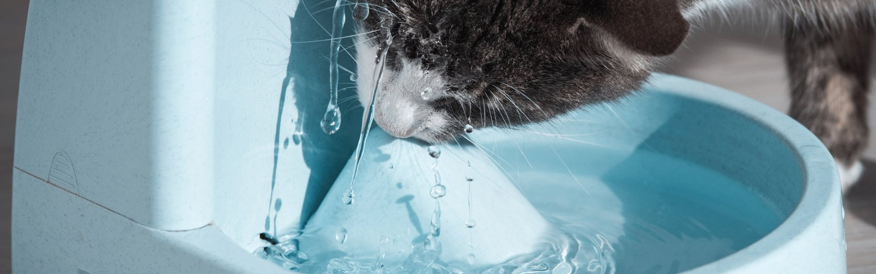 When should my cat’s water fountain filter be replaced? - DogCare Online Store