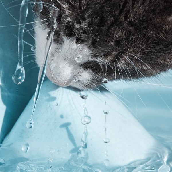 When should my cat’s water fountain filter be replaced? - DogCare Online Store