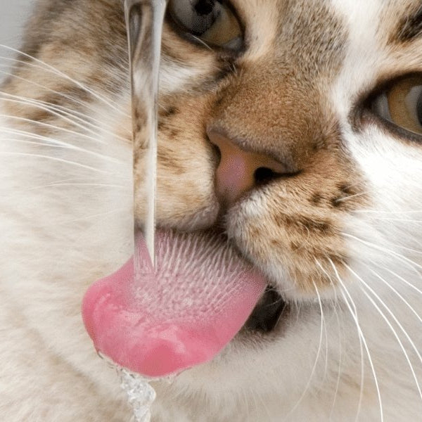 Why Cats Need Fresh Water Every Day? - DogCare Online Store