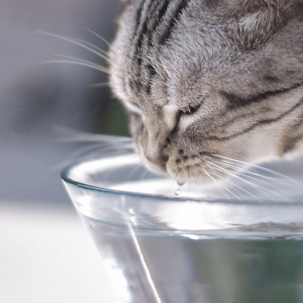 Why does my cat's water fountain get slimy? - DogCare Online Store
