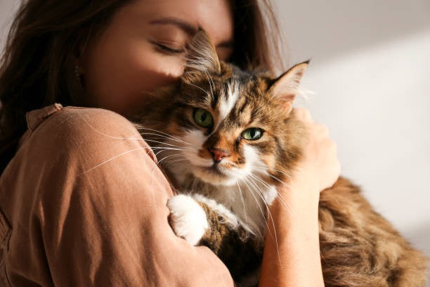 DogCare Cat