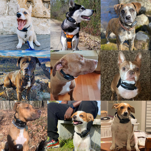 Standard Dog Training E-Collar - DogCare Online Store