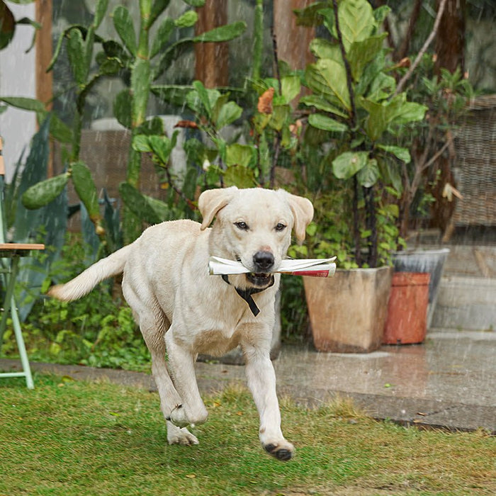 Standard Dog Training Collar Receiver - DogCare Online Store