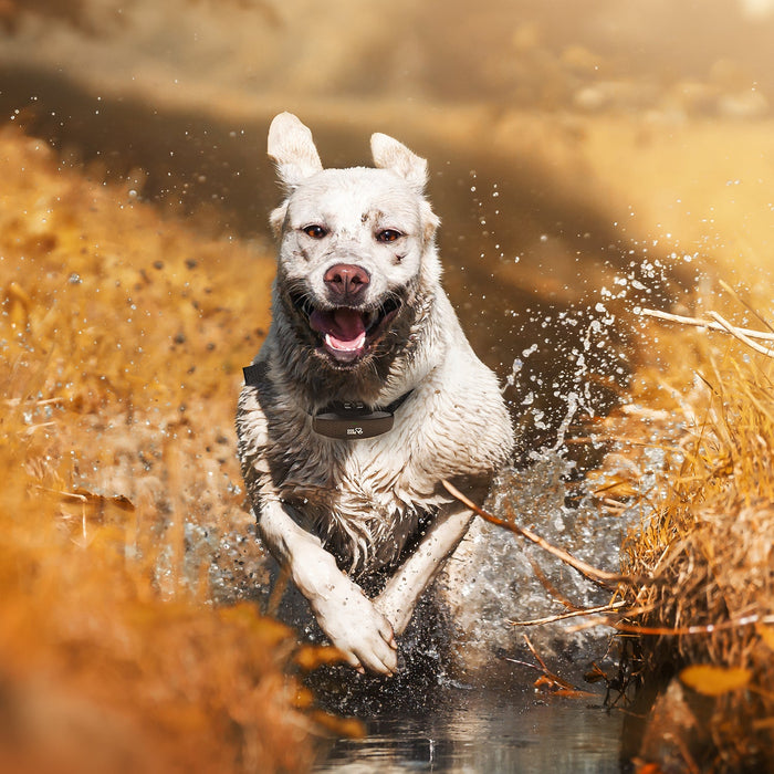 Standard Dog Training E-Collar - DogCare Online Store